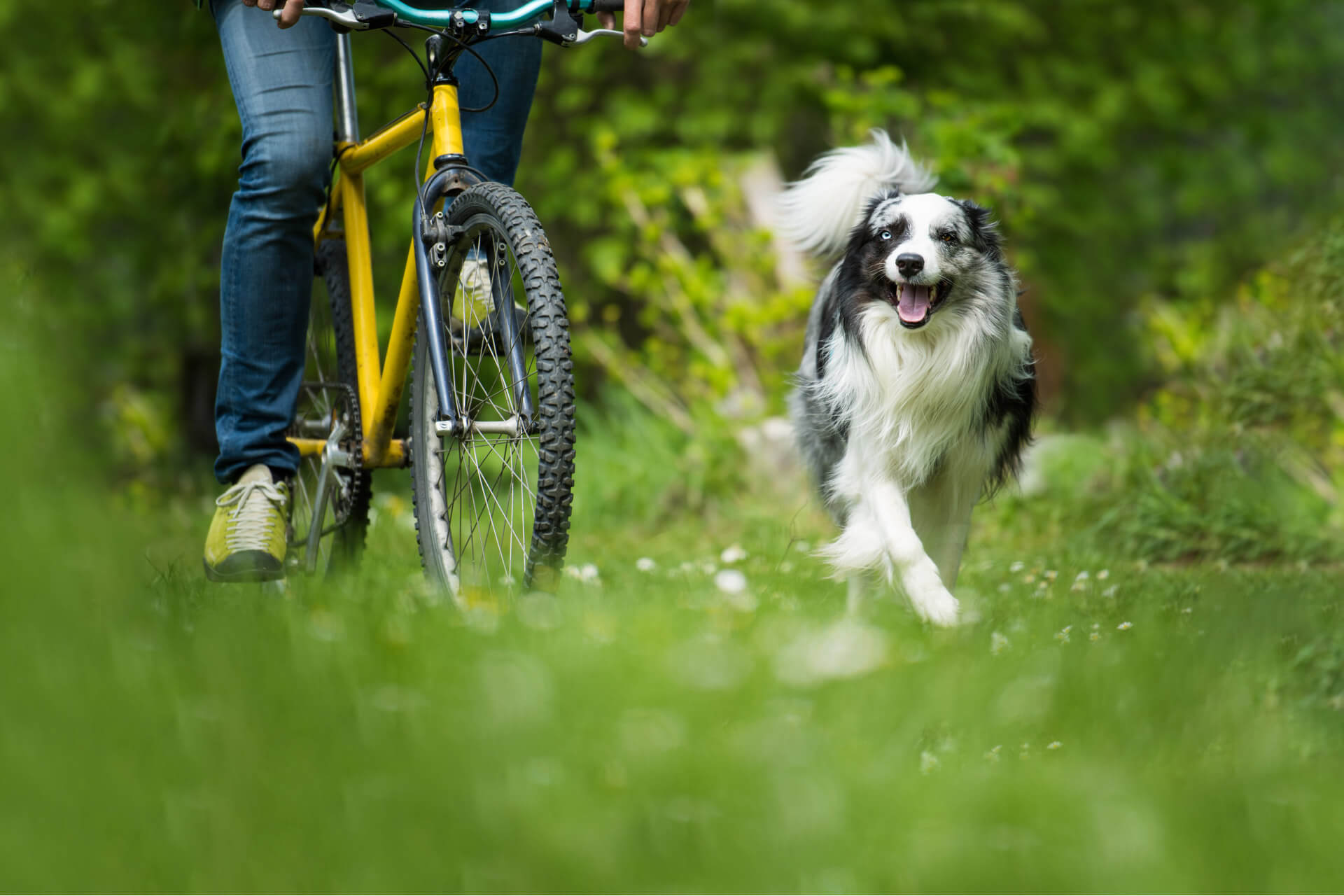 Perro corriendo junto a una persona en bici al aire libre