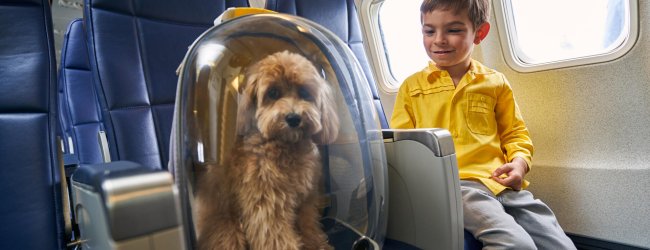 A boy sitting next to a dog in a crate on board an airplane