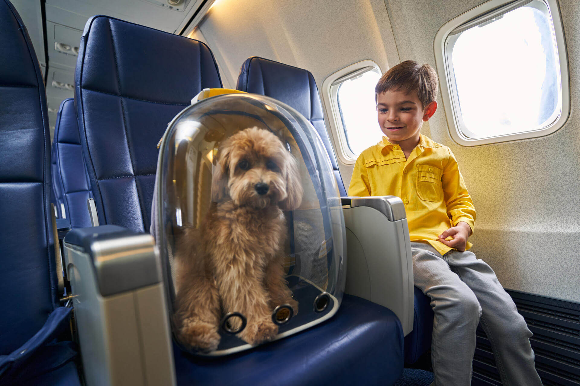 Flying shops animals on planes