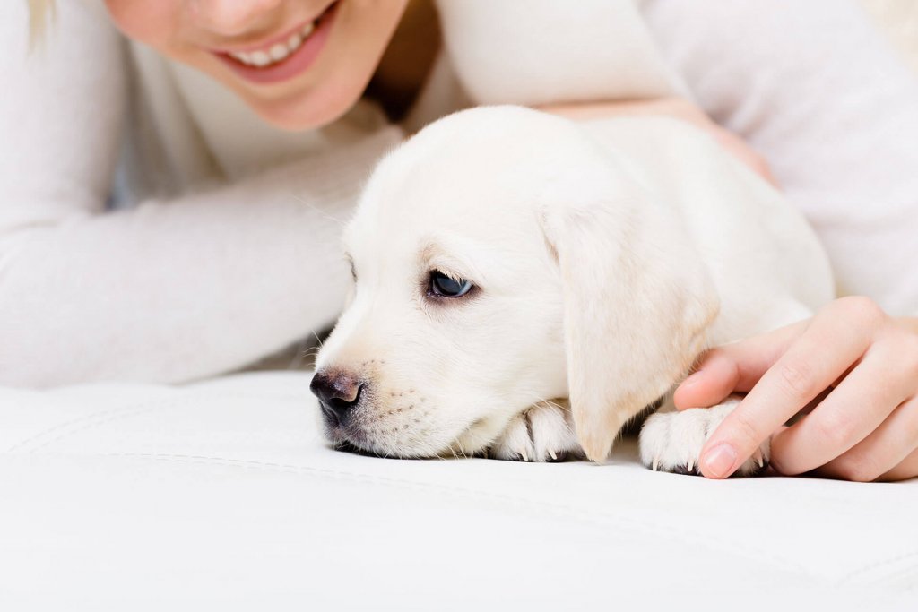 cucciolo di cane bianco con il muso appoggiato a terra