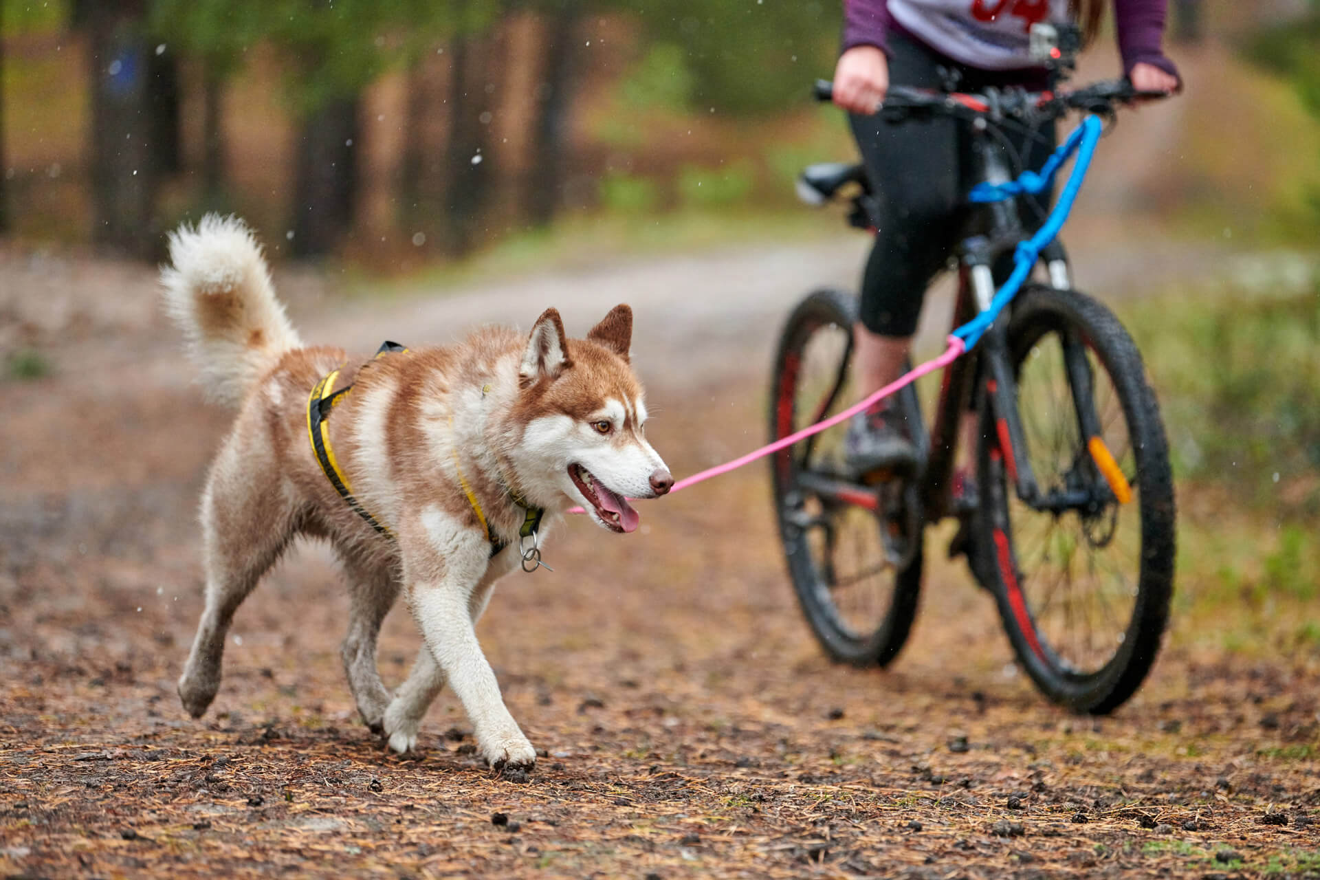 Perro marrón y blanco con arnés y correa corriendo junto a una persona en bici 