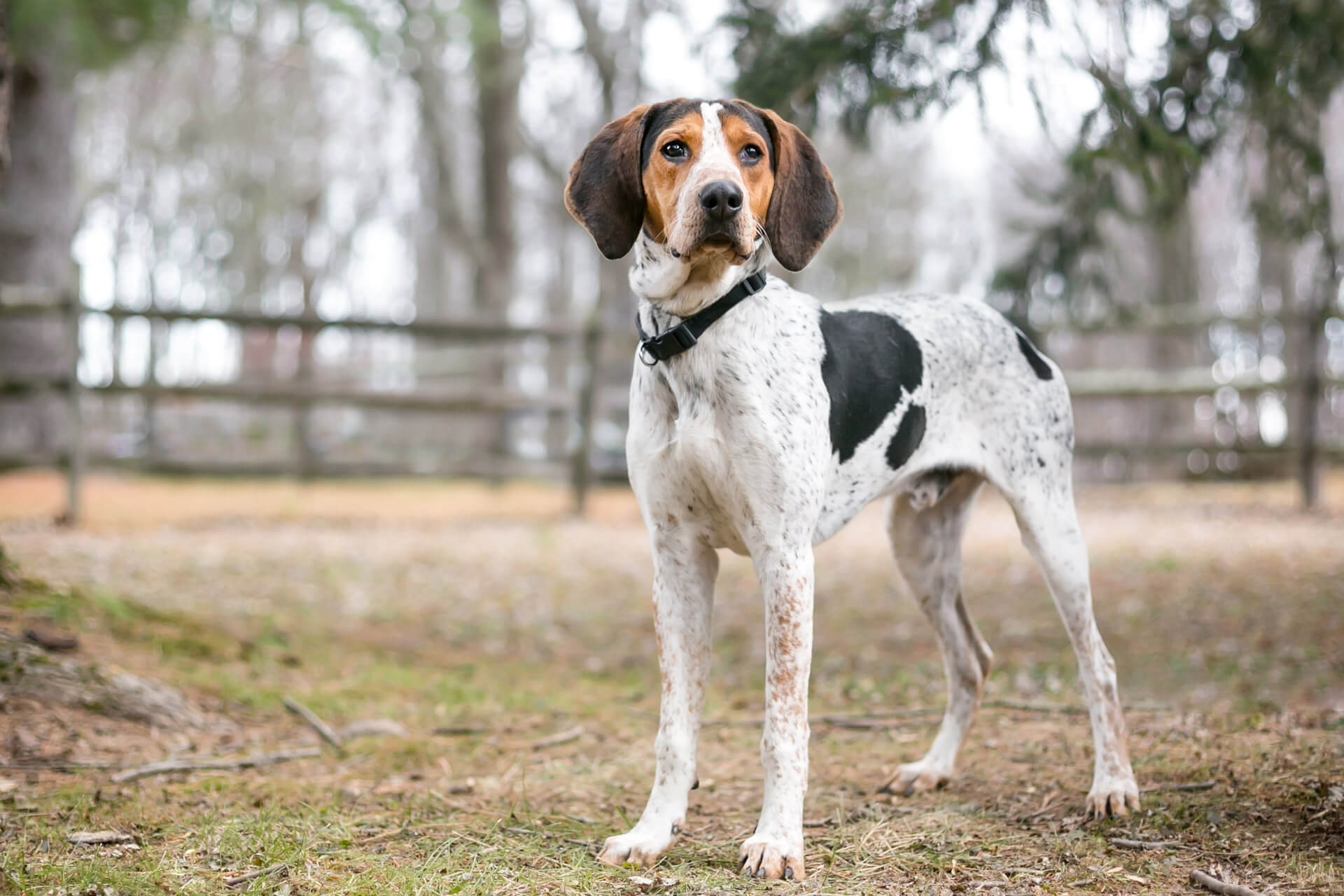 A Treeing Walker Coonhound in a farm