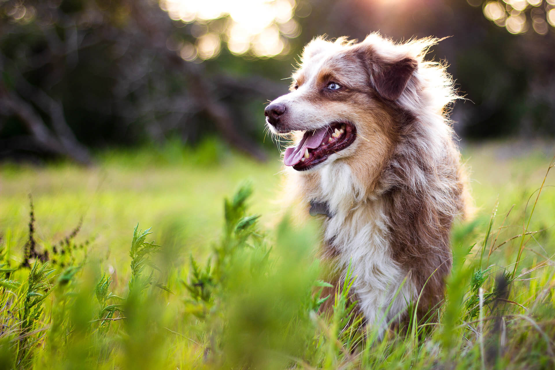 15 Best Outdoor Dog Breeds That Can Live Outside Tractive