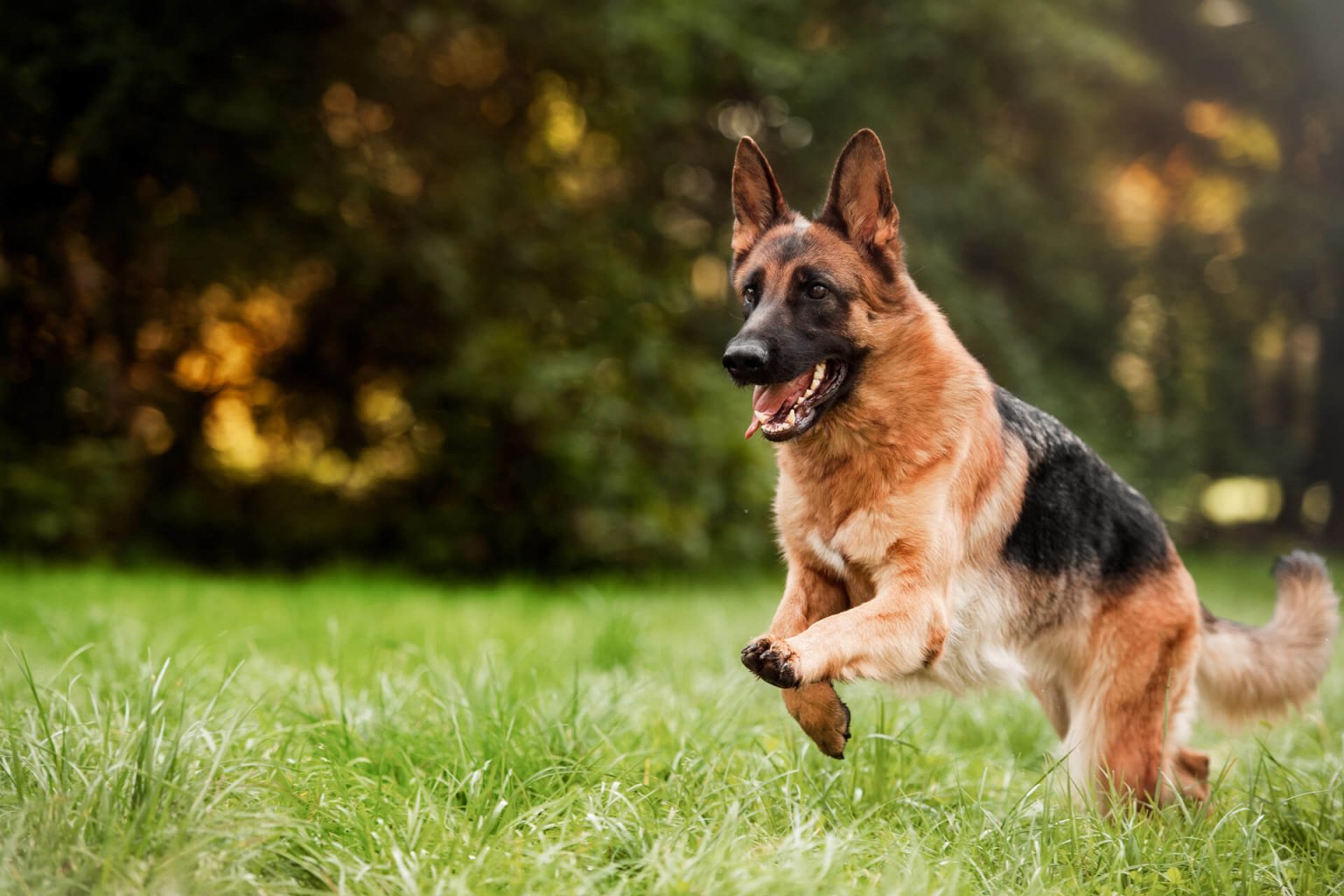 German dogs. German Shepherd немецкая овчарка. Немецкая овчарка Шеферд. Немецкая овчарка Тассо. Де Орсе Мак Флай.