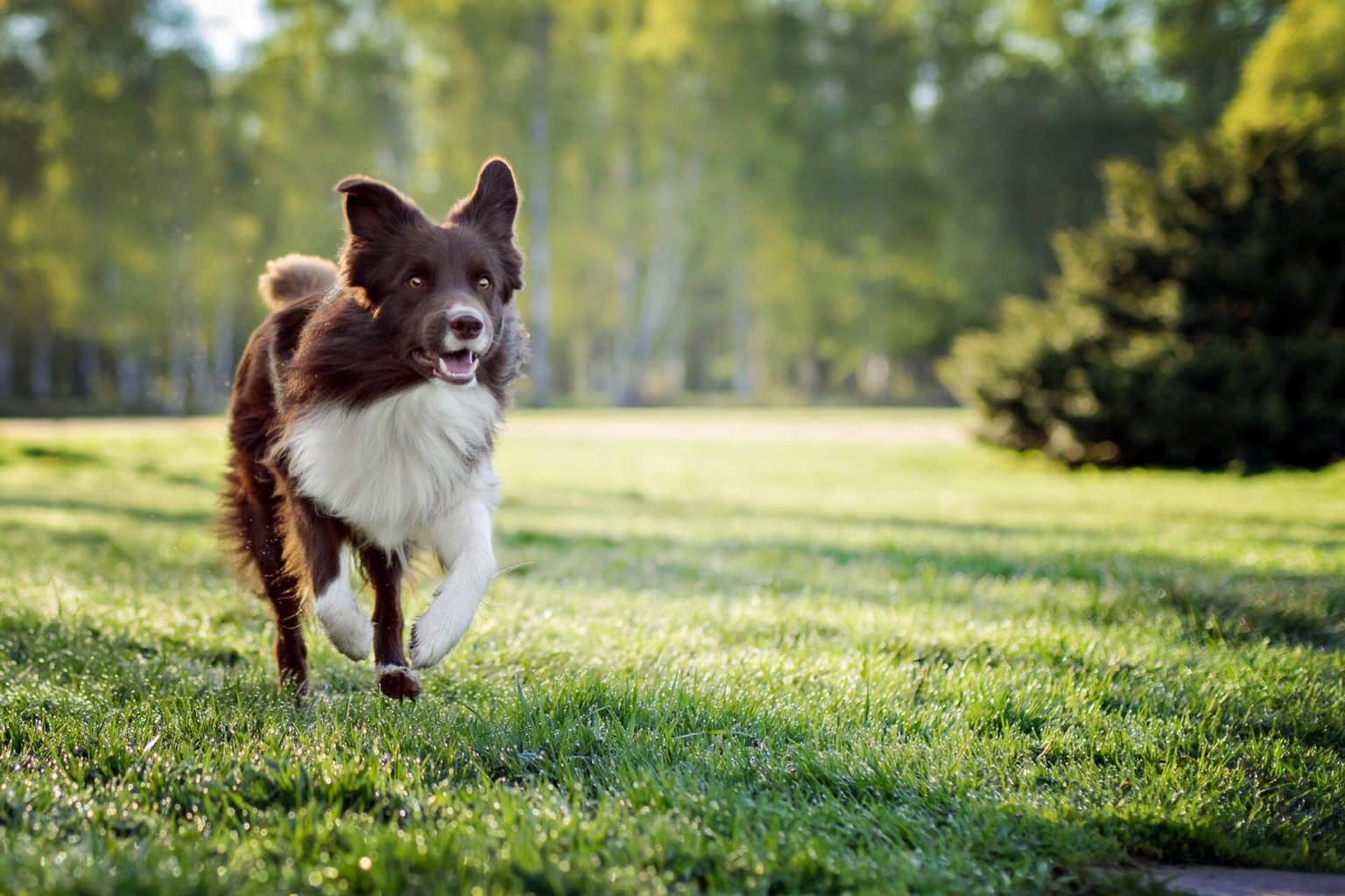 Which Dog Breeds Are Most Likely To Run Away? Tractive