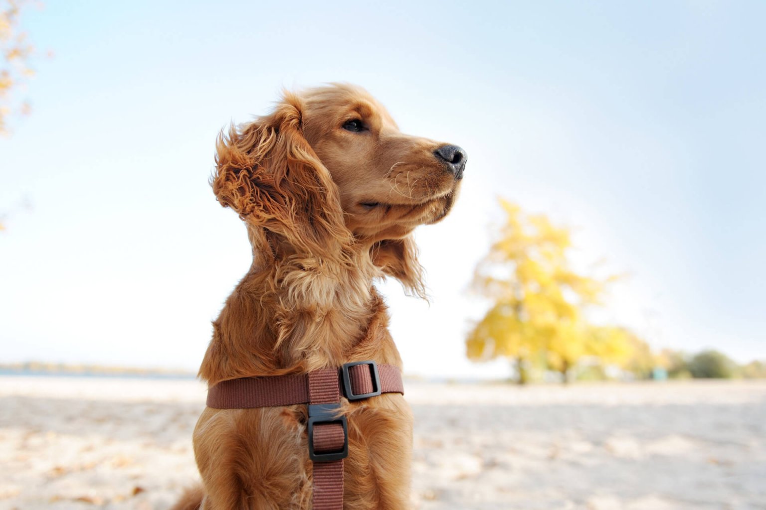 Which Dog Breeds Are Most Likely To Run Away? Tractive