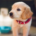 Aiuto mio cane non beve acqua