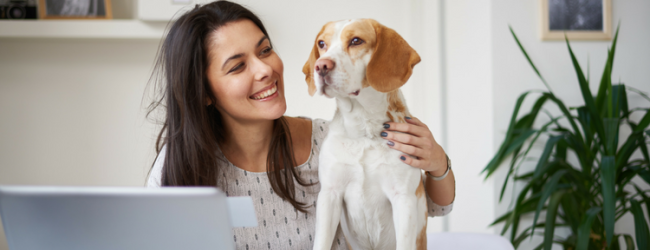 Hund im Büro - mit diesen Tipps überredest du deinen Chef