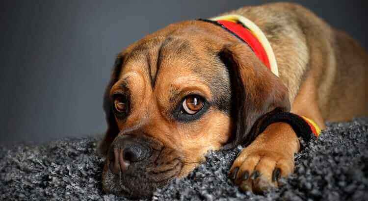 Cane marrone ha uno sguardo impaurito