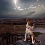 5 cose da fare se il tuo cane ha paura del temporale