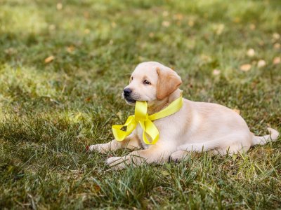 puppy dog sitting in grass wearing yellow ribbon