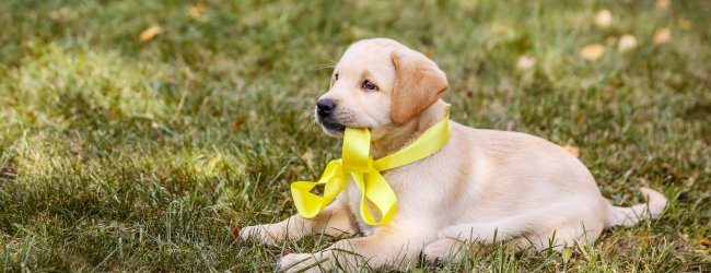 puppy dog sitting in grass wearing yellow ribbon