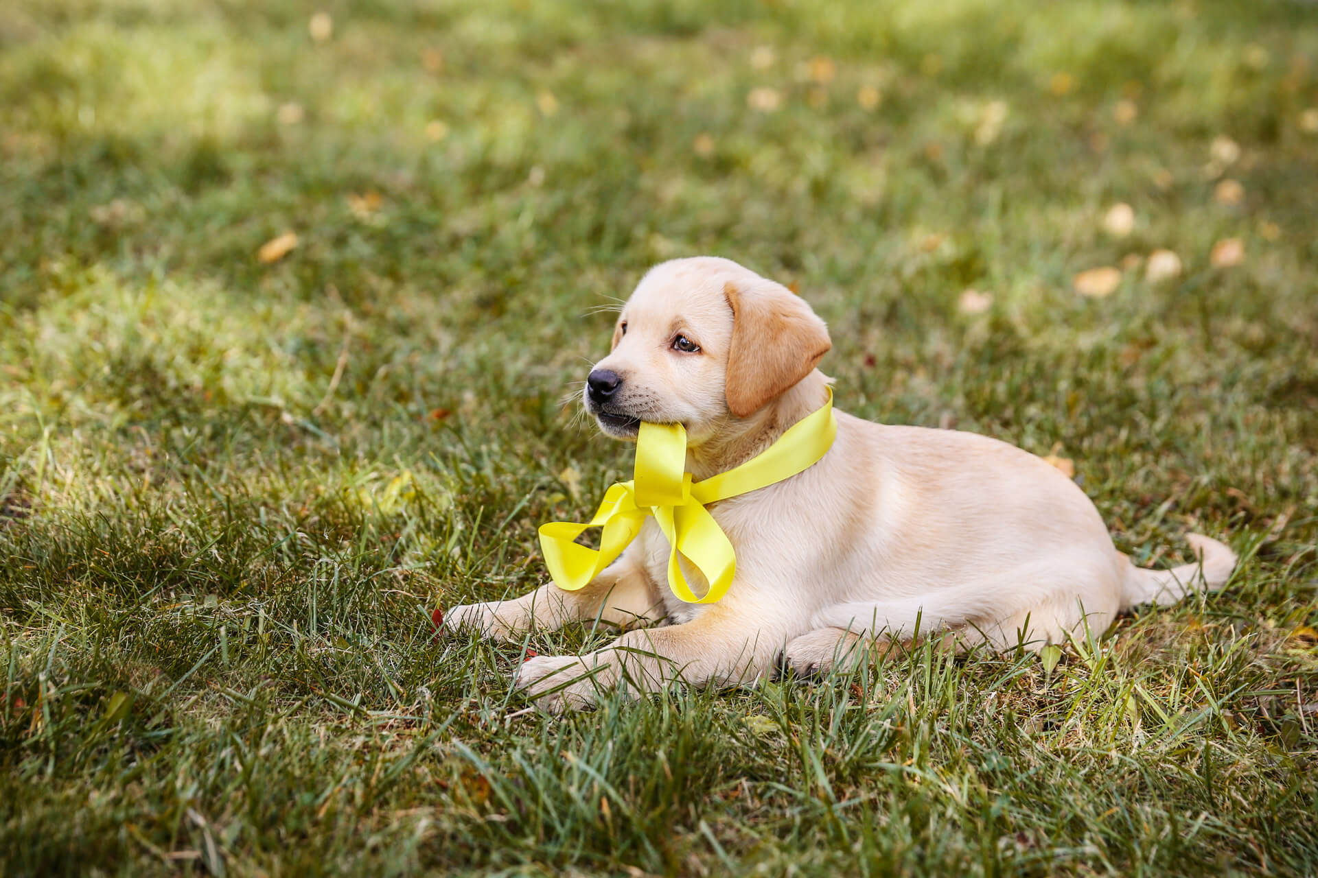 Yellow ribbon hot sale on dog leash