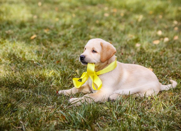 cane con fiocco giallo al collo