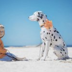 Bedeutung gelbe Schleife auf Hund