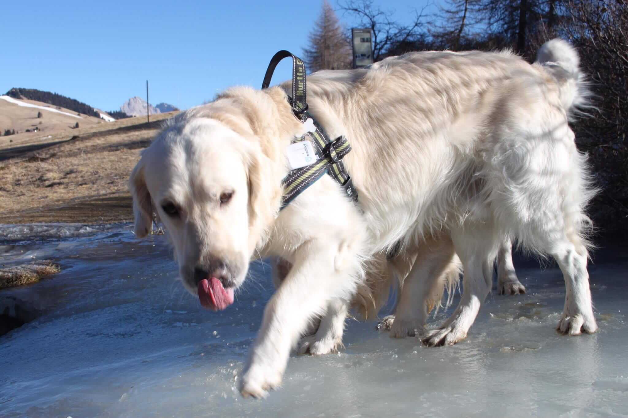 Golden Retriever mit Tractive GPS Tracker am Geschirr schlürft Bergwasser