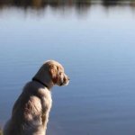 Cane in acqua: i 5 errori da evitare