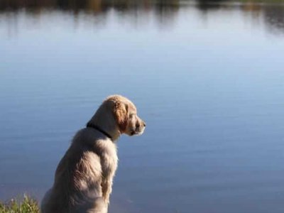 Cane in acqua: i 5 errori da evitare