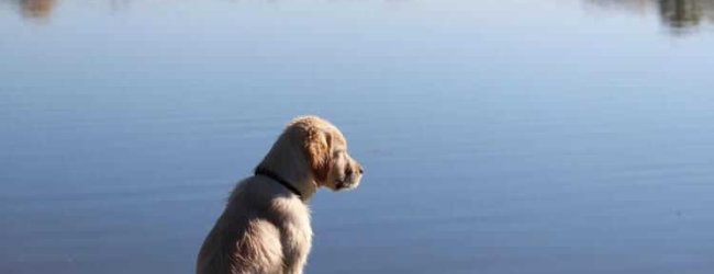 Cane in acqua: i 5 errori da evitare
