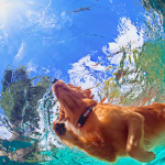 7 razze di cani che amano l'acqua