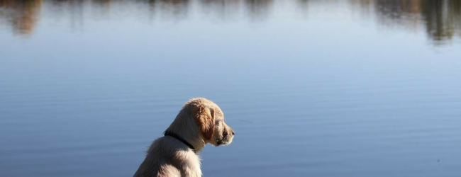 Junger Hund sitzt am Seeufer