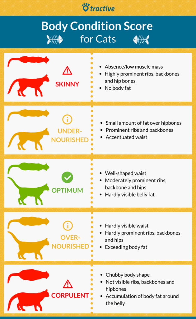 Body condition score dog: Is my dog too fat? | Tractive