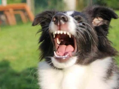 Hundeerziehung - mit dieser Methode hört dein Hund auf zu bellen
