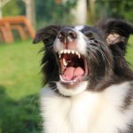 Come gestire un cane che abbaia troppo