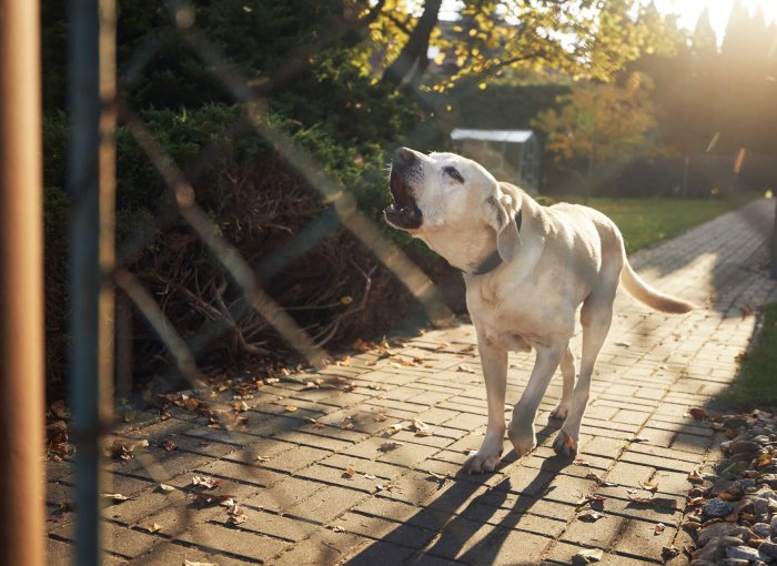 A dog barking outside a chain link fence