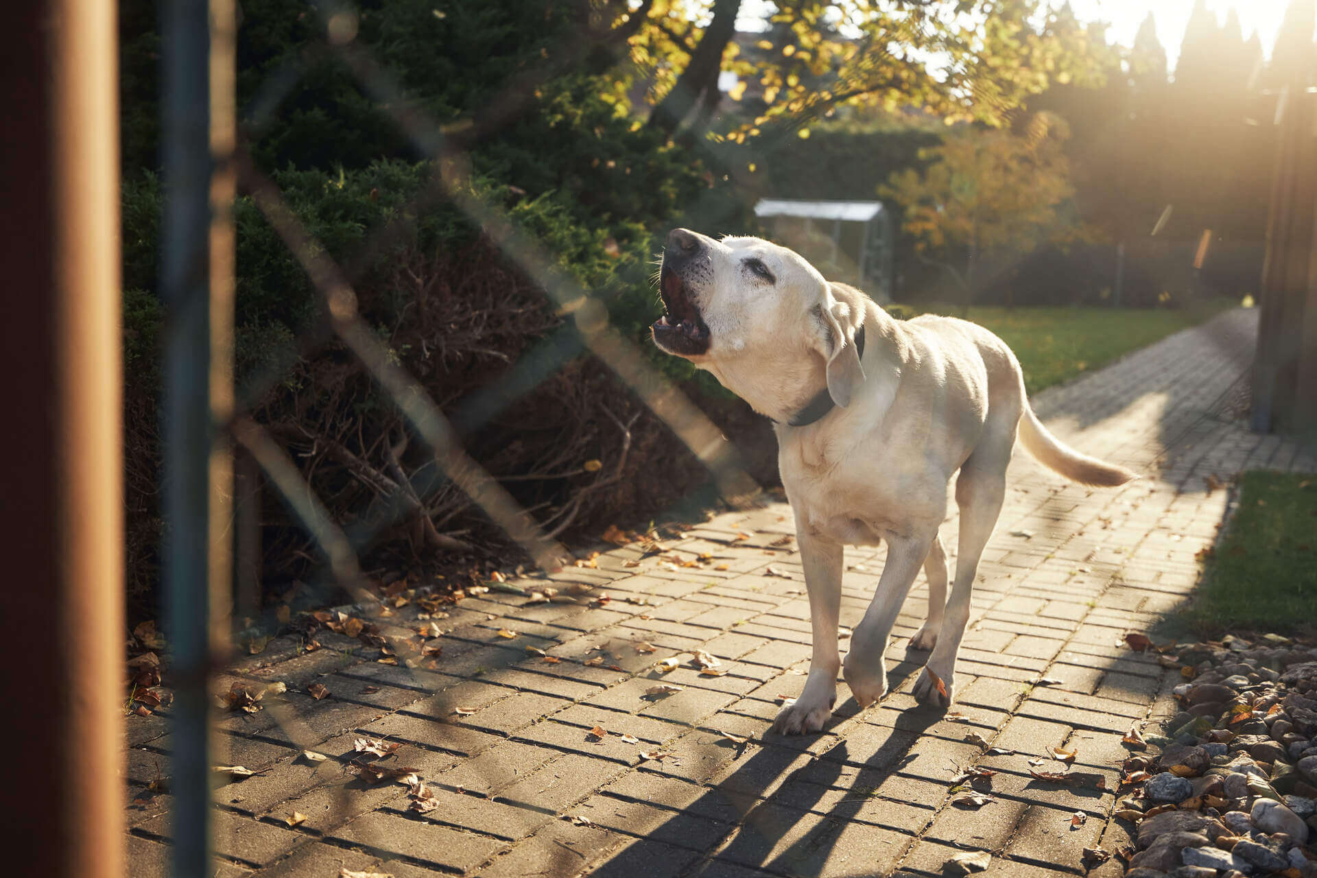 A dog barking outside a chain link fence