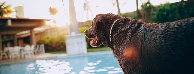 Hund steht vor Swimmingpool
