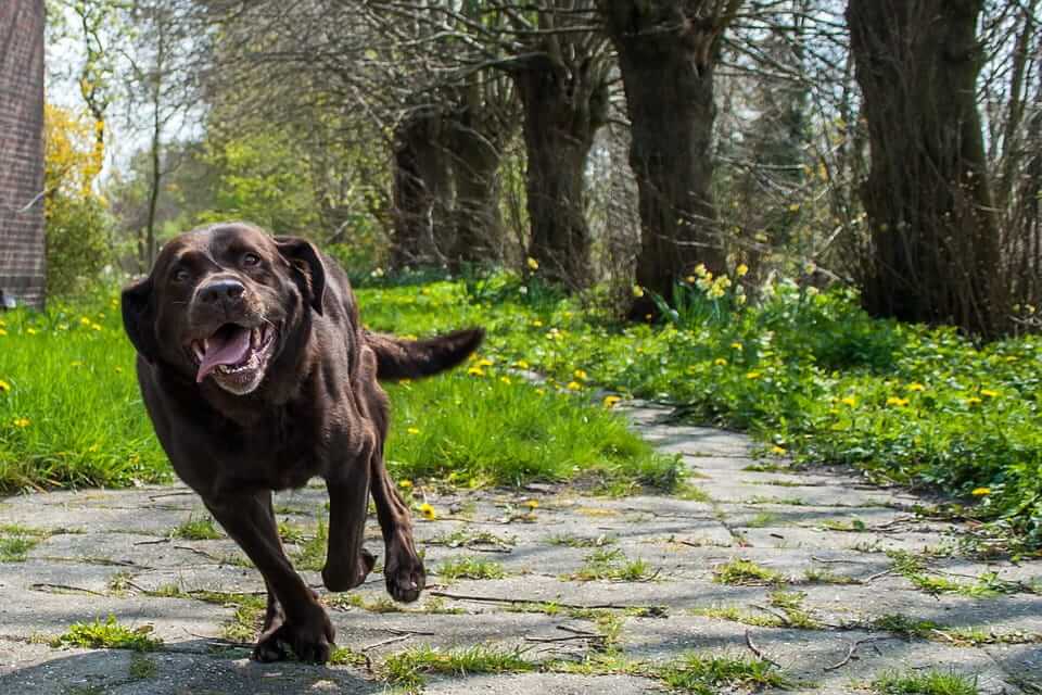 A dog running in a garden