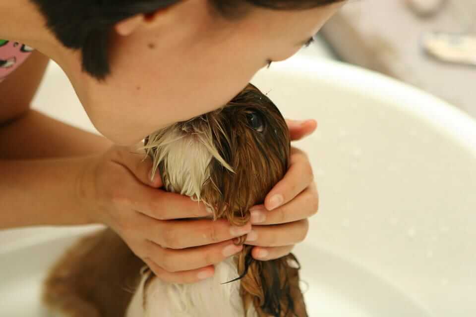 hund liebt wasser