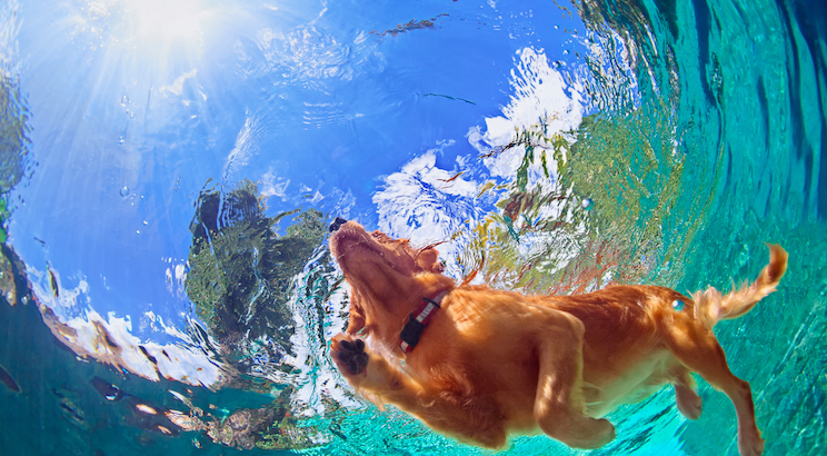 golden retriever in water: dog breeds that love the water