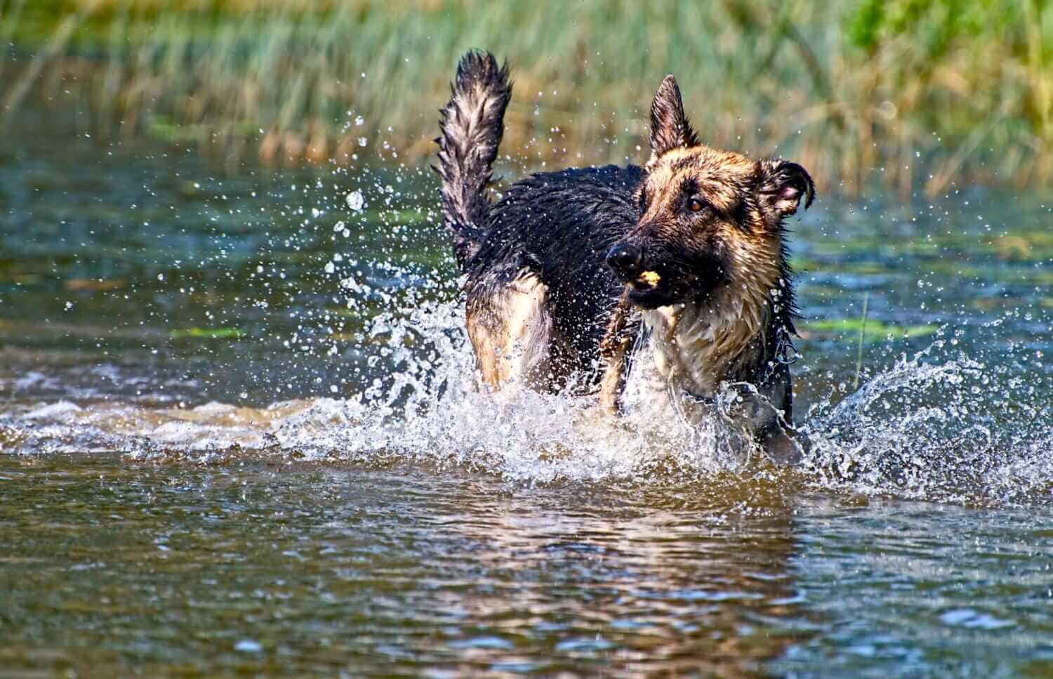 cane pastore tedesco gioca nell'acqua