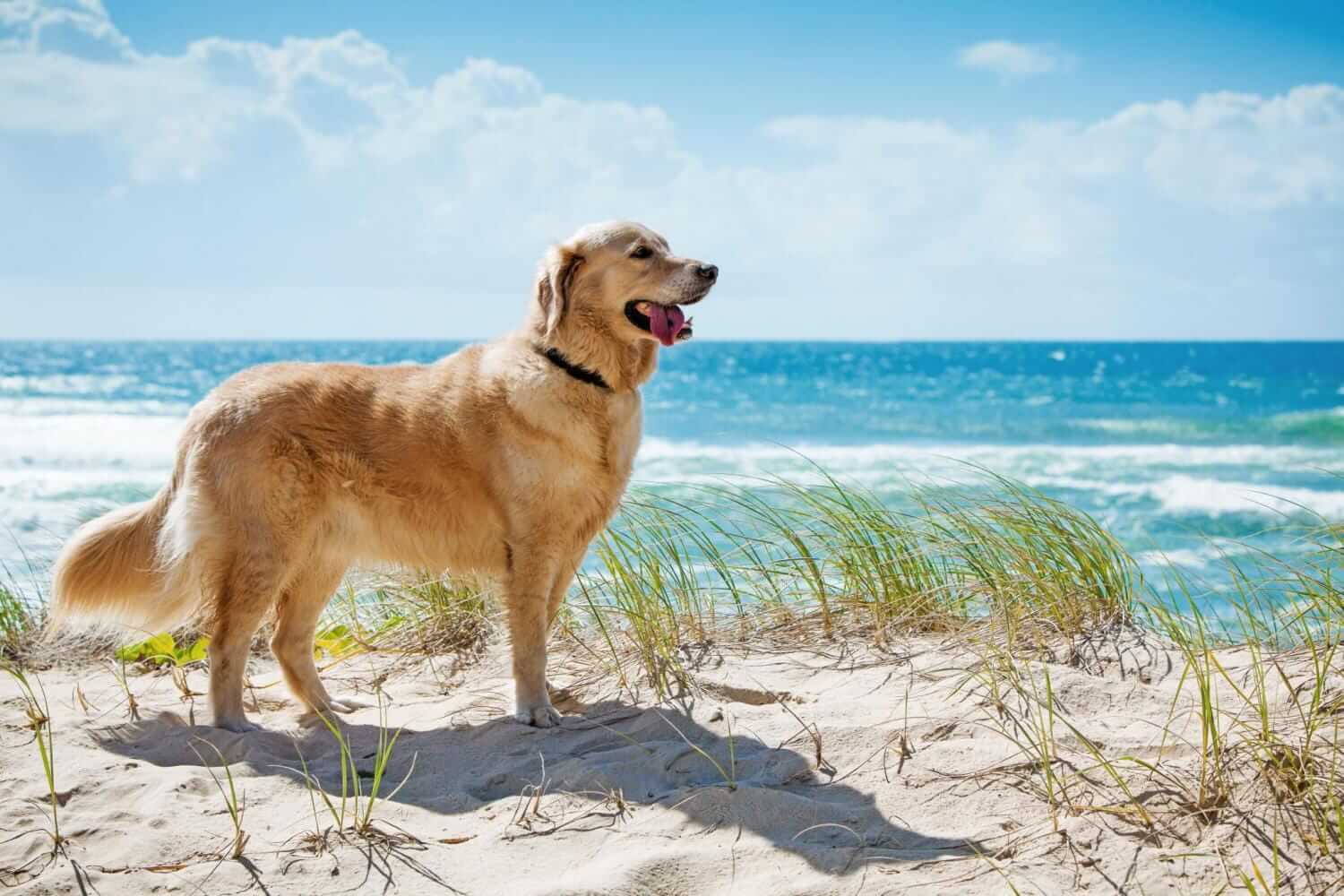  cane golden retriever sulla spiaggia
