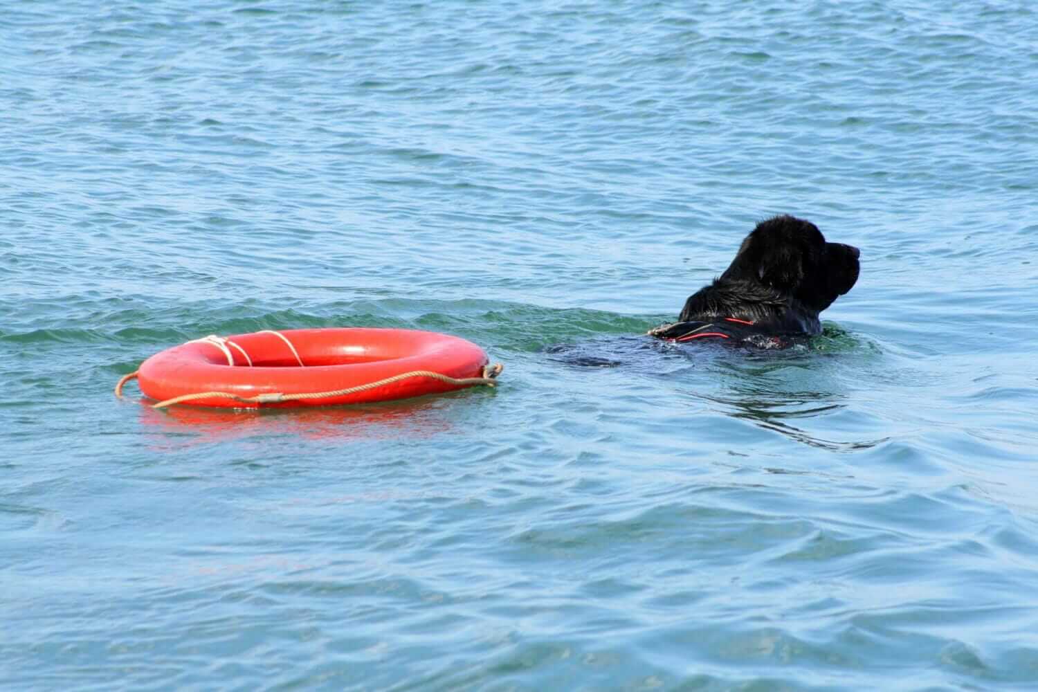 cane Terranova in acqua con un salvagente