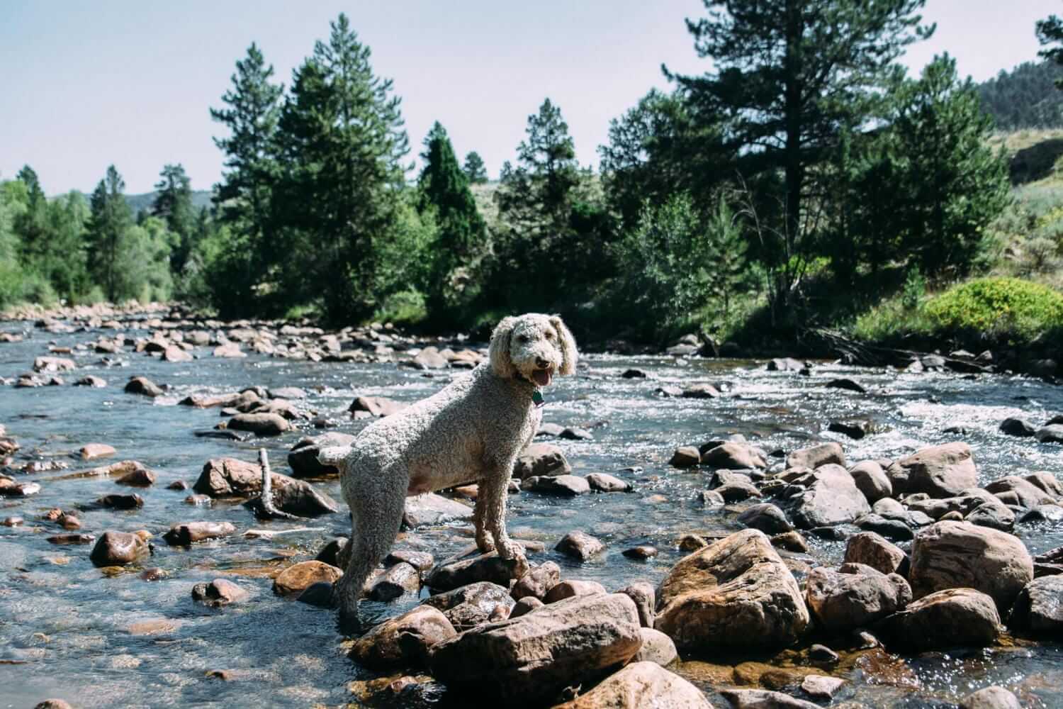 Standard Poodle standing on stones in river
