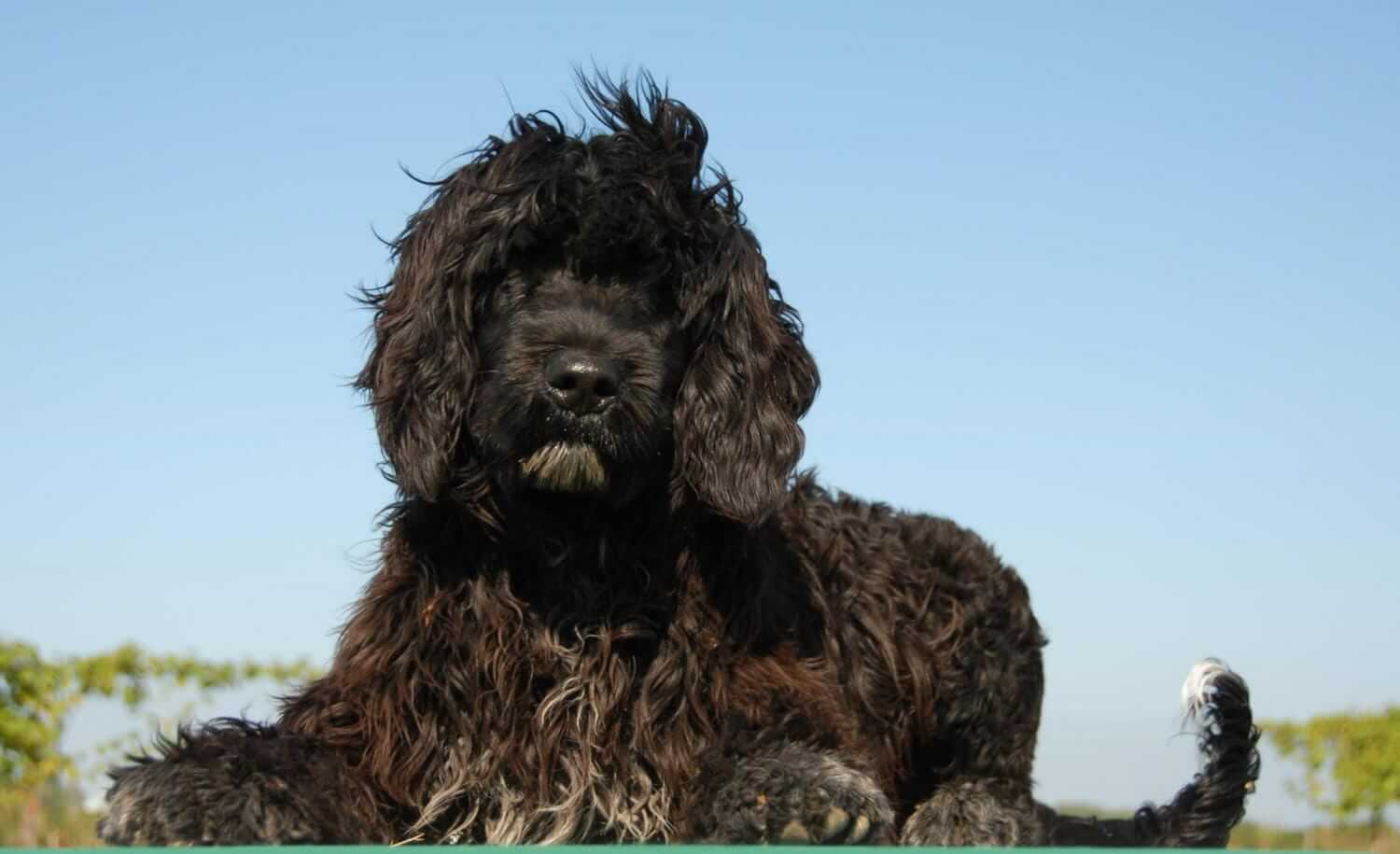 portuguese water dog sitting outside