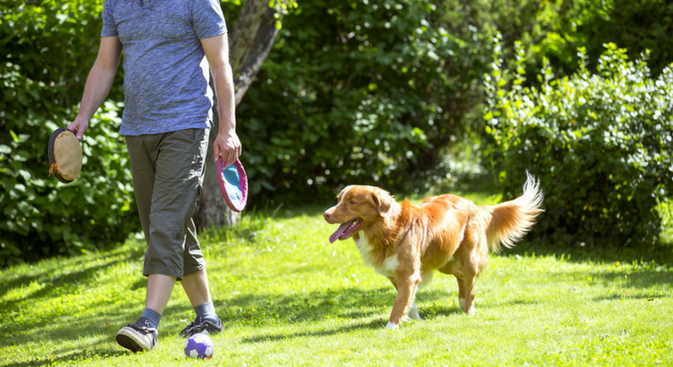 what to do if a dog follows you