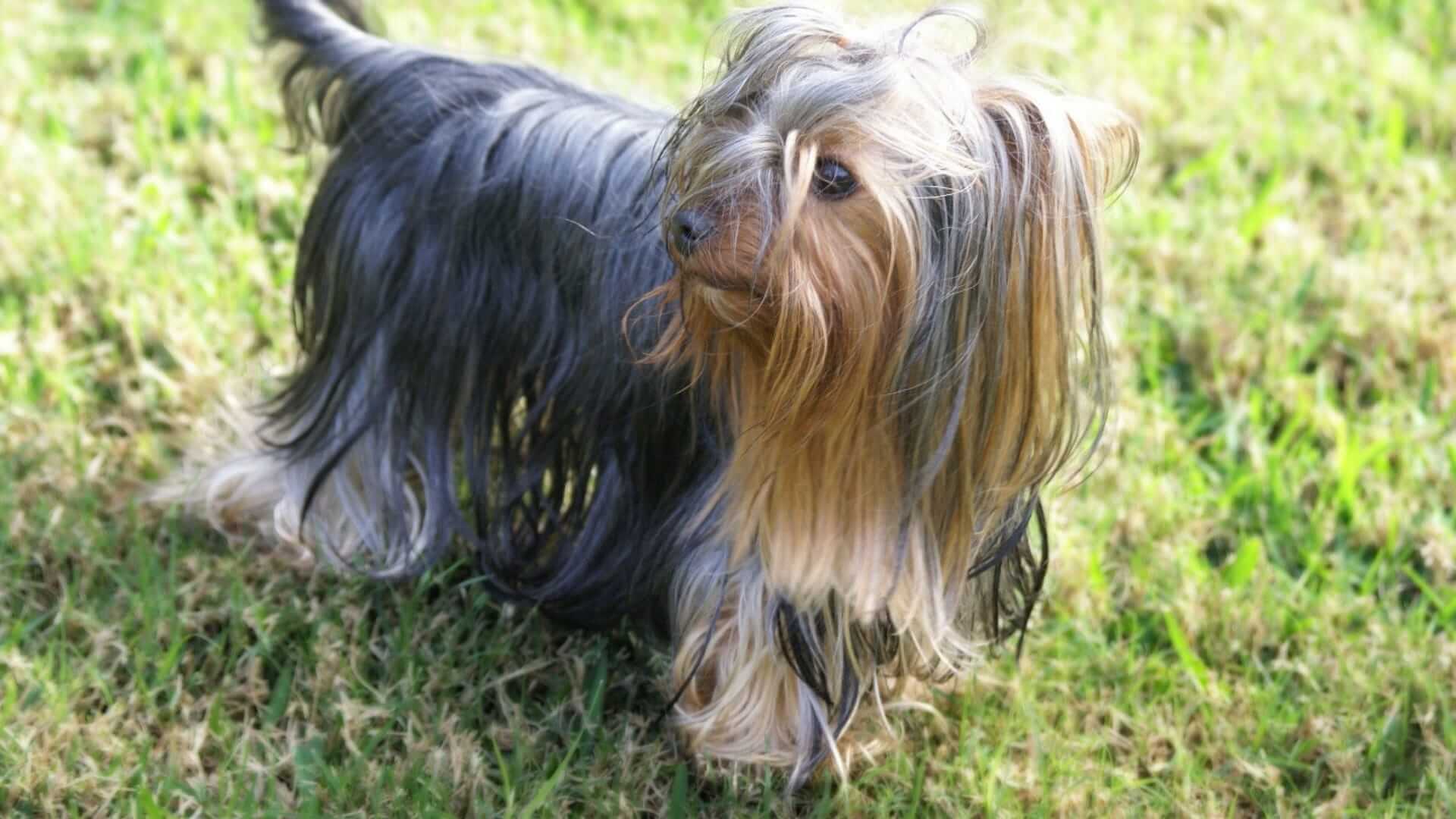 cane con pelo lungo