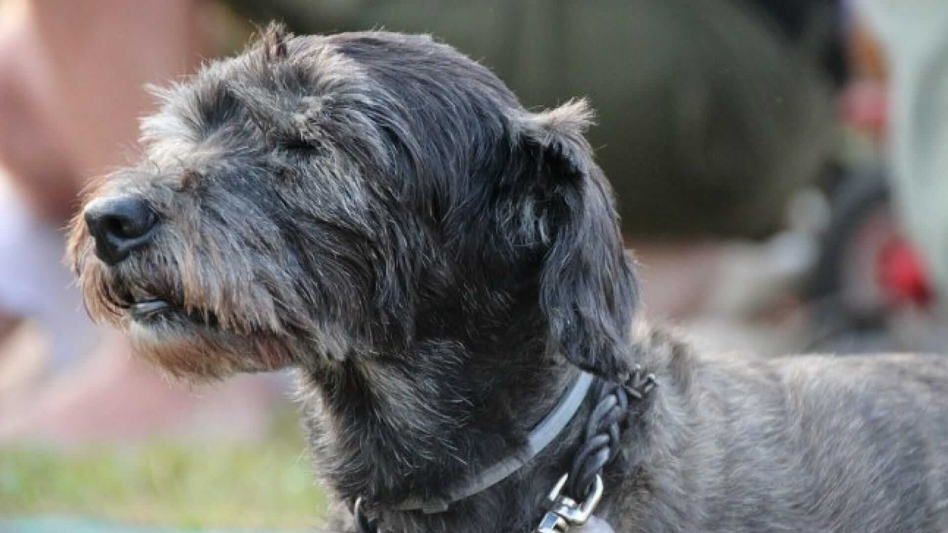 Älterer grau-schwarzer Hund