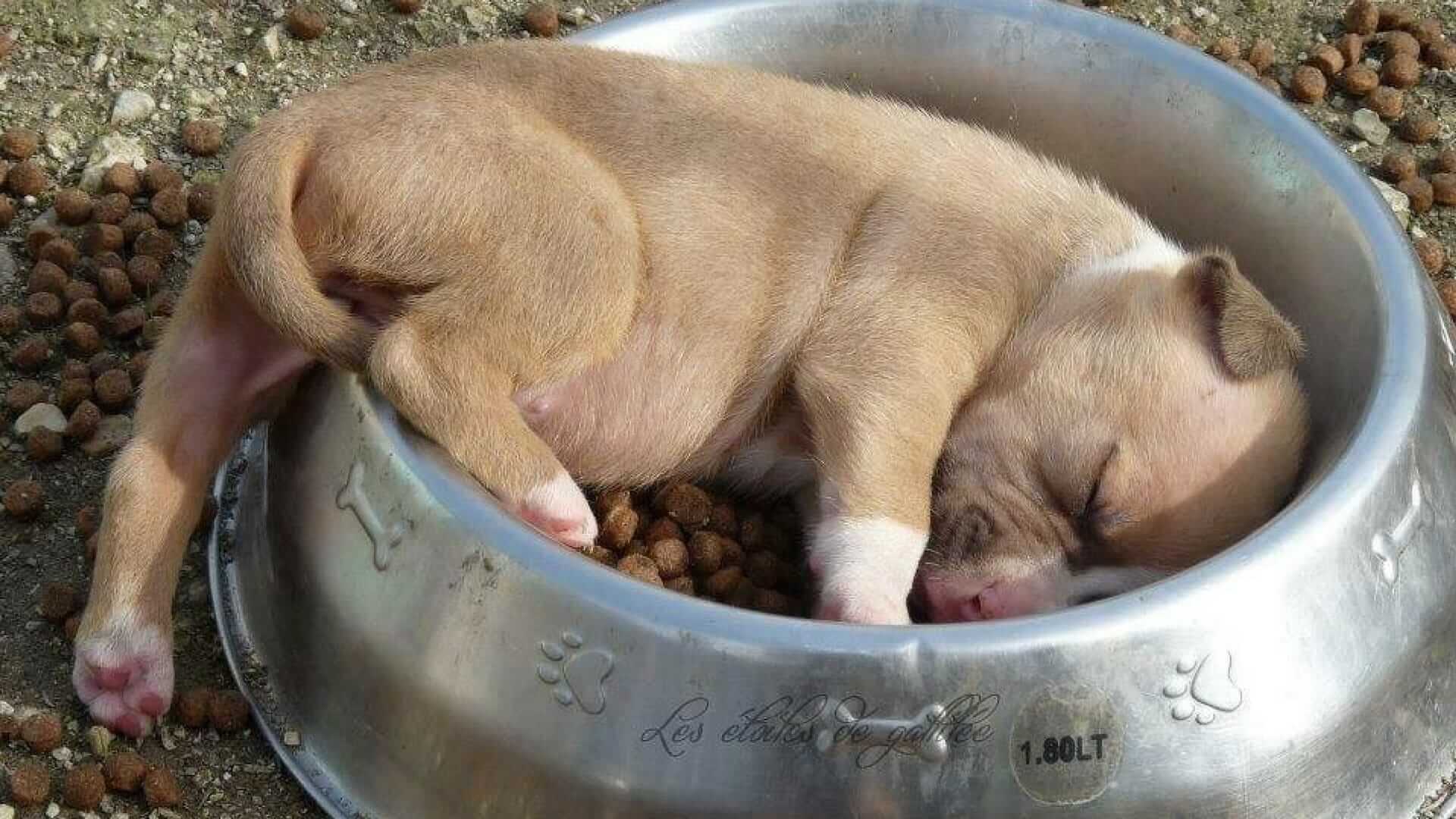 Hund schläft im Futternapf ein