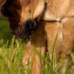 il mio cane mangia l'erba