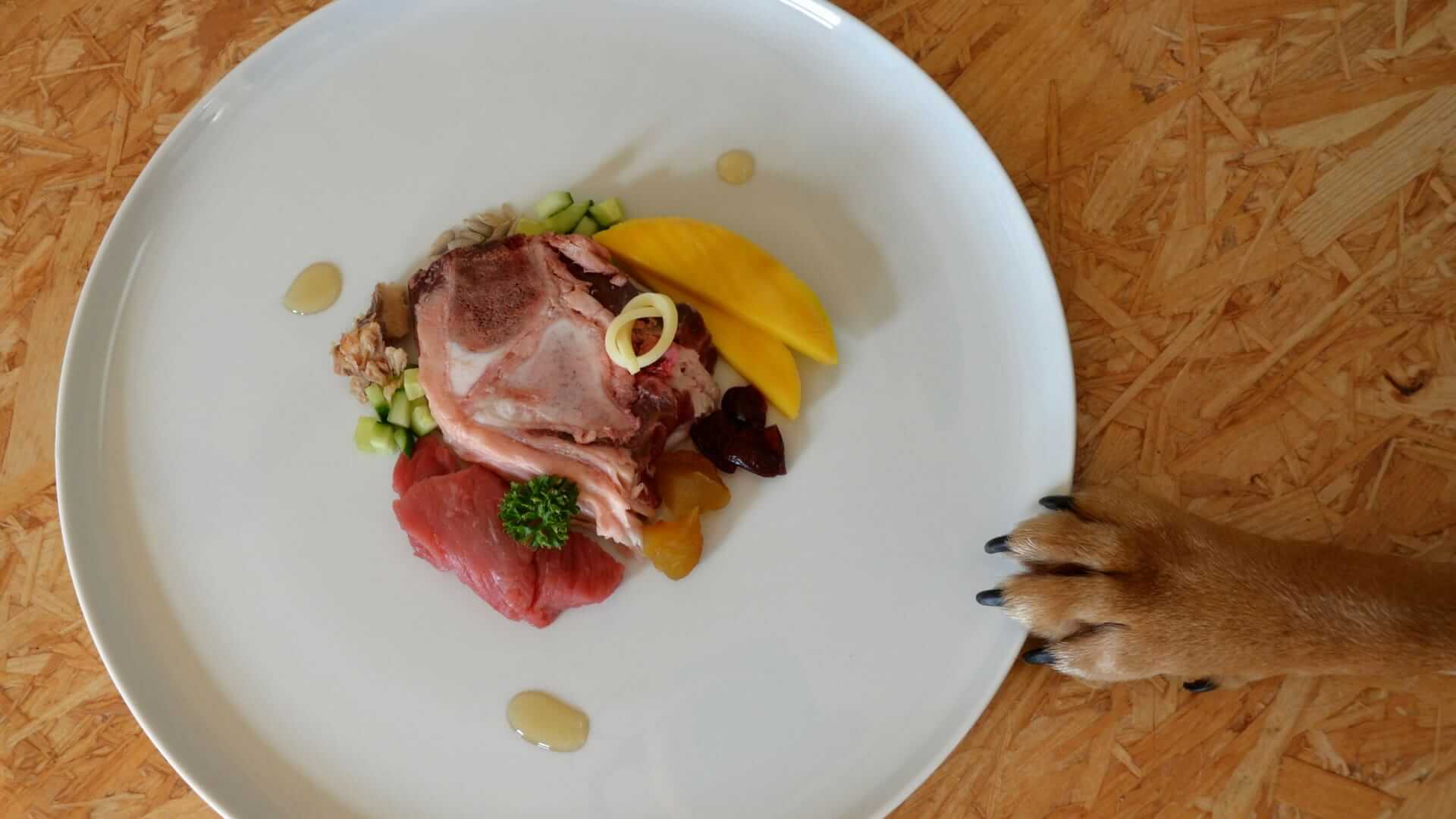 Piatto con cibo per cani