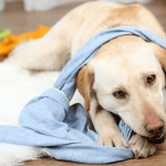 I cani rubano i calzini: il perché in 5 ragioni