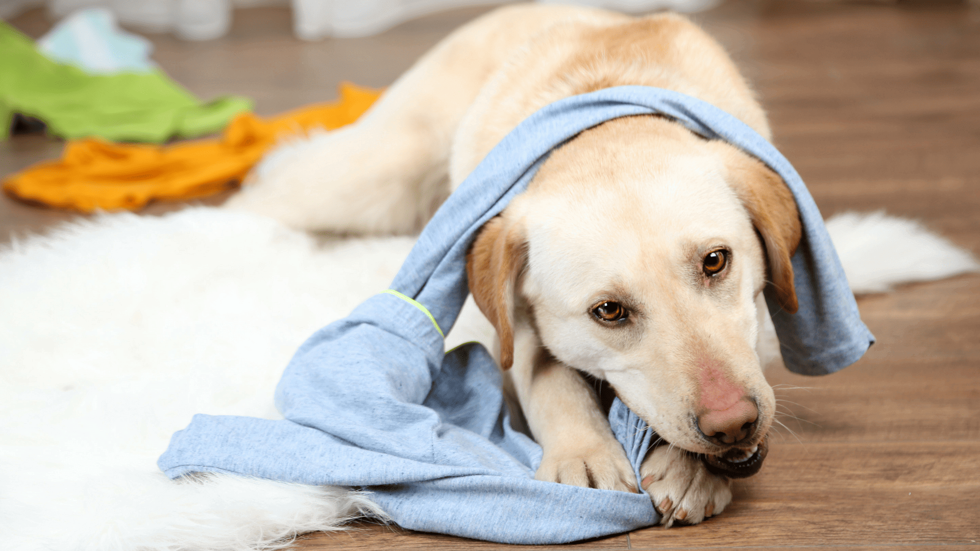 dog chewing on clothes