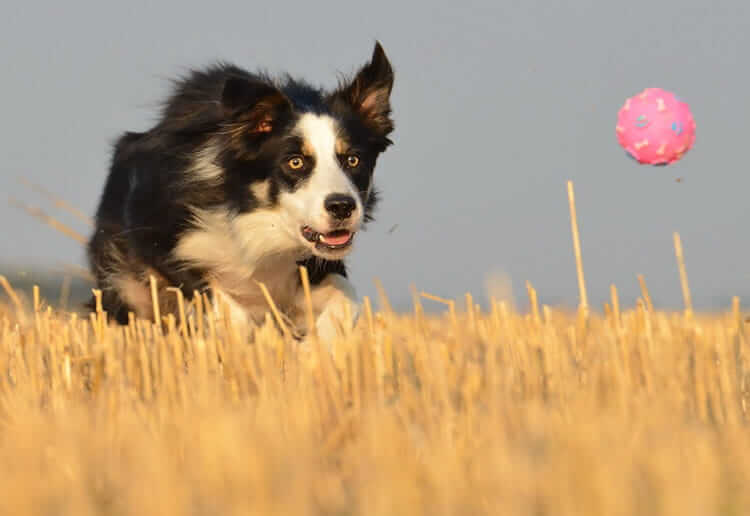 Intelligente Hunde Die schlausten Rassen Tractive