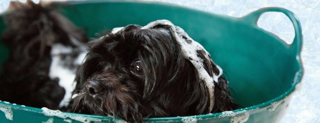 cane nero a pelo lungo insaponato in una bacinella