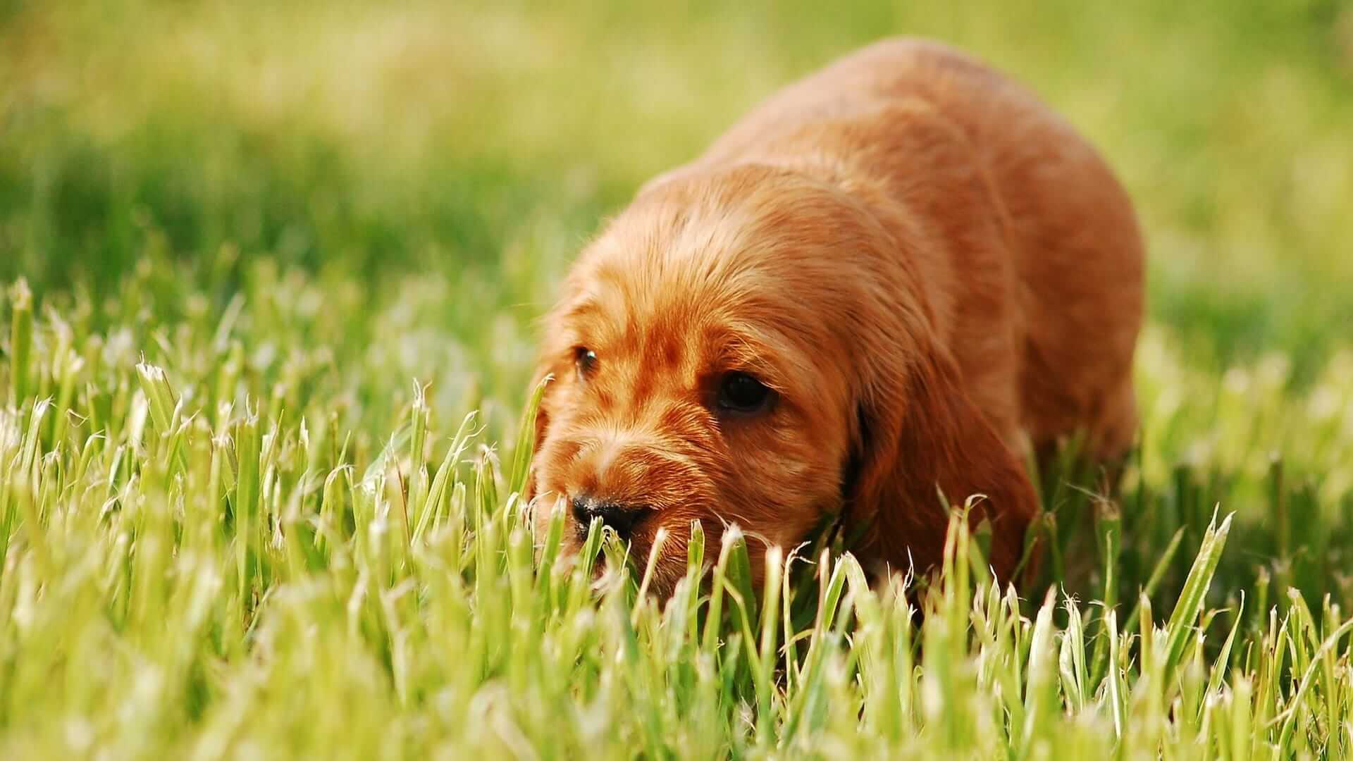 why does grass make dogs sick